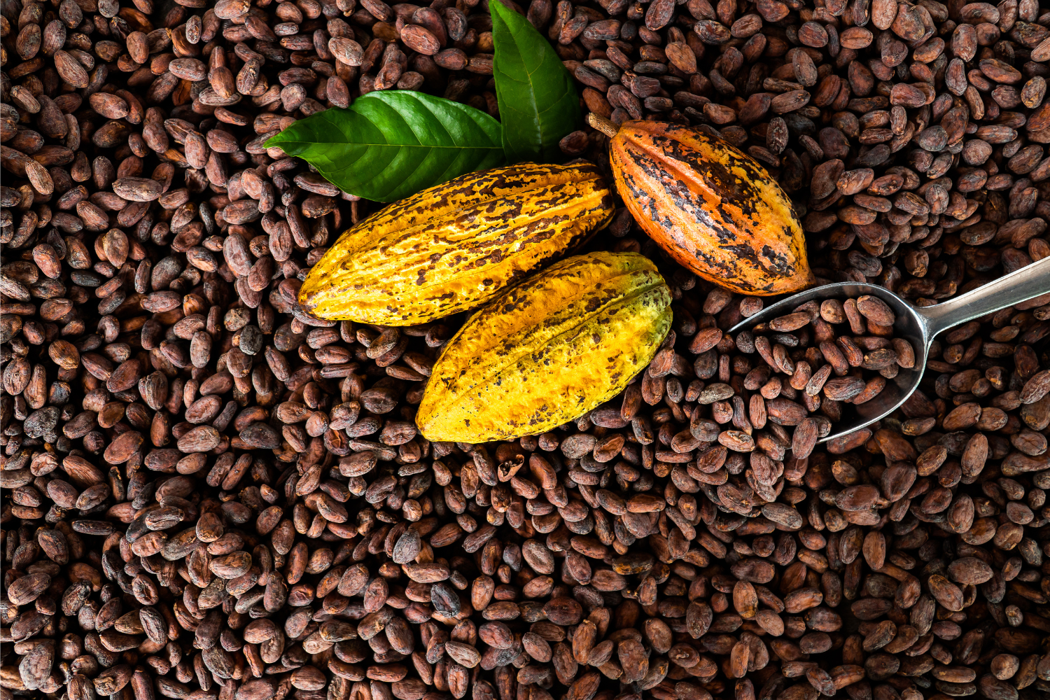 Los Beneficios del Cacao para la Salud: Un Tesoro Natural